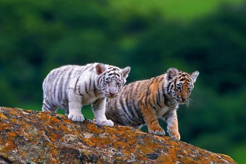 Bengal Tiger Cubs